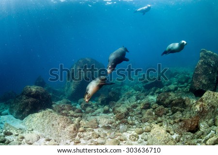 Diver approaching sea lion family underwater  to have fun and play