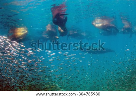 Family of Sea lion Seals with a fat phoographer underwater