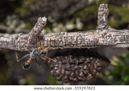 Giant Bulldog Ant Myrmecia brevinoda of Australia kills it\'s prey by stinging it\'s victims to death