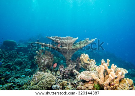 Maldives corals house for Fishes underwater landscape