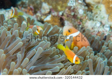 Clown fish portait while looking at you from anemone tentacles