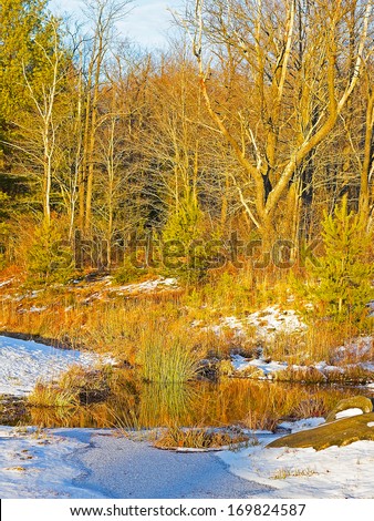 Icy pond in the woods at sunset. A warm touch of sunset on a winter day highlights bright yellow and green colors around the icy pond.