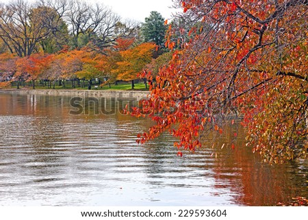 Cherry trees around the Tidal Basin in Washington DC in fall. Colorful trees standing close to the water of Tidal Basin.