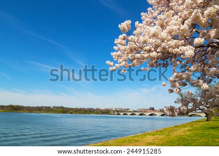 Arlington Memorial Bridge across Potomac River in Washington DC. Cherry blossom festival in the US capital near Potomac River.
