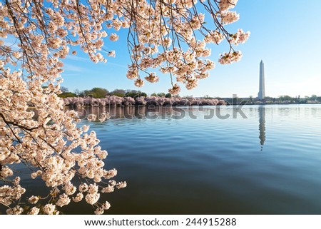 A peak of cherry blossom around the Tidal Basin in Washington DC, USA. National Monument and Tidal Basin waters during cherry blossom festival.