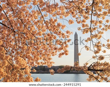 National Monument during the peak of cherry blossom in Washington DC, USA. Tidal Basin during cherry blossom festival in the US capital.