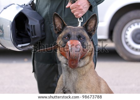 one Police dog looks in the cam
