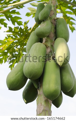 Green papaya on the papaya tree.