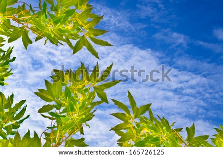 Green leave on blue sky