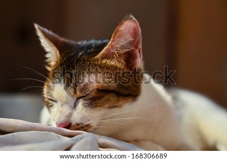 cat sleeping on a couch