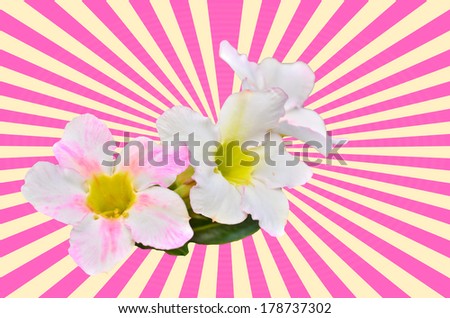 White Desert Flower on vintage pink background