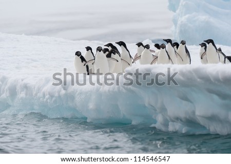 Adelie penguins on the iceberg in Antarctica