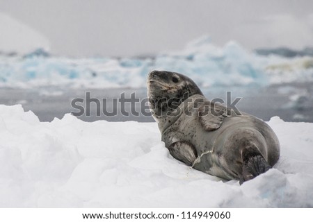 Leopard seal on the iceberg in Antarctica.