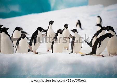Adelie penguins colony on the iceberg Antarctica