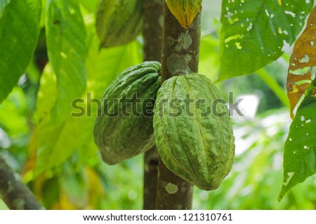 Cocoa pod on a tree of a plantation of Borneo,Malaysia.