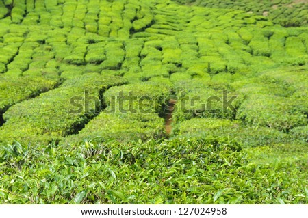 Tea plantation in the Cameron Highlands,Malaysia,Asia.