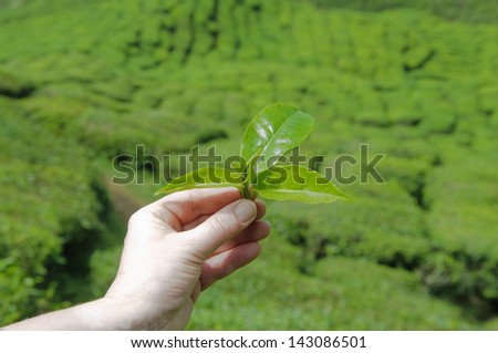 Hand from a women to hold tea leafs in background from the tea plantation.