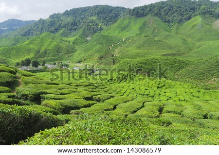 Tea plantation in the Cameron Highlands,Malaysia,Asia.