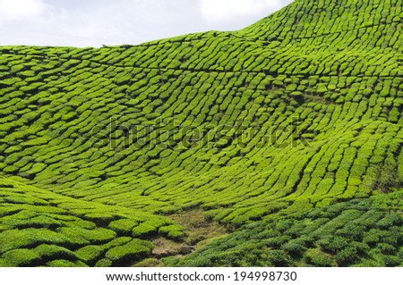 Tea plantation in the Cameron Highlands, Malaysia, Asia.