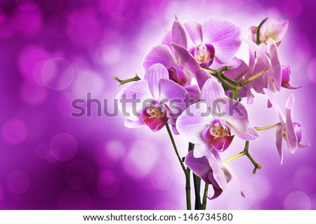 Violet orchid on purple bokeh background - flower in blossom