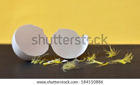 broken egg on black and yellow background, yellow feather, eggshell fragments
