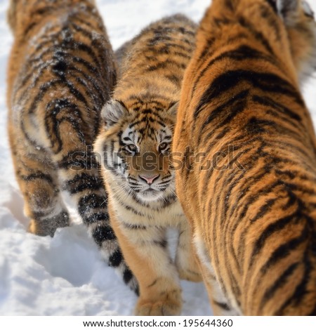 three tigers in the snow, the tiger in the center facing us, the other two turn back us, short focus