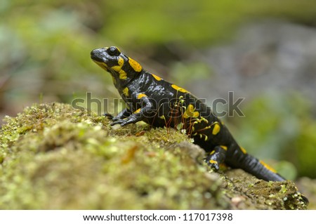 Fire Salamander(Salamand ra salamandra)