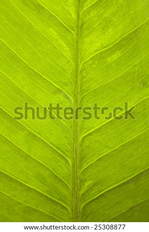 leaf structure, texture 2