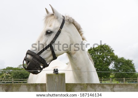 Horse wearing muzzle to protect from over grazing and laminitis.