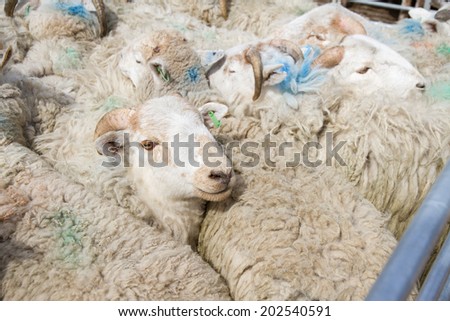 Close company - Sheep in pen at livestock market in UK.