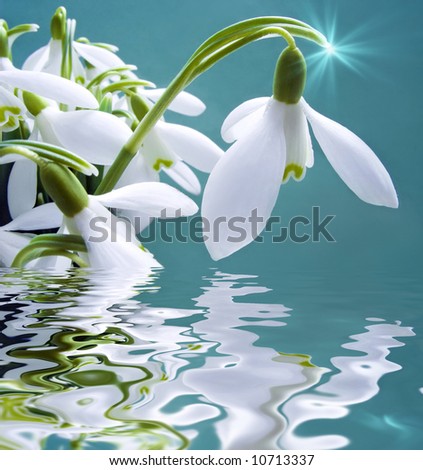 White snowdrops are reflected in water