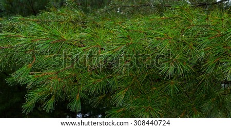Pine needles in the rain - pattern