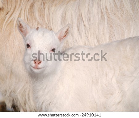 goat kid smiling with her mother in background