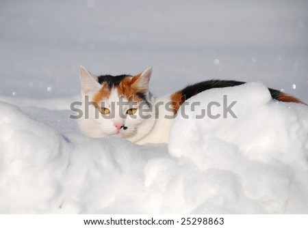 cat hiding in the snow