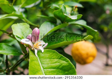 Orange tree with ripe fruits and flowers in Corfu, Greece.