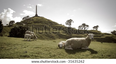 sheep on one tree hill