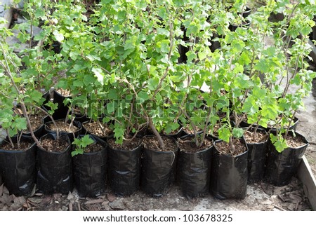 clearance sale of currants sprouts in pots during spring