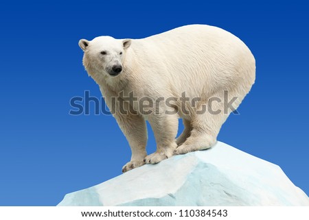 polar bear in wildness area against blue sky