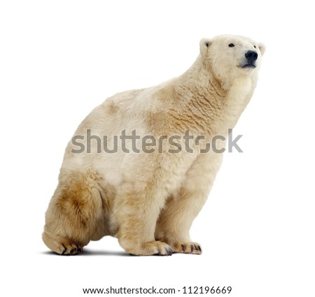 polar bear. Isolated over white background with shade