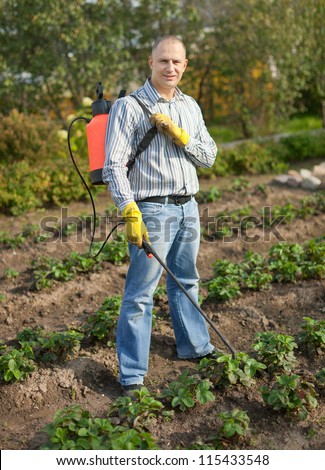 Man spraying strawberry plant in garden