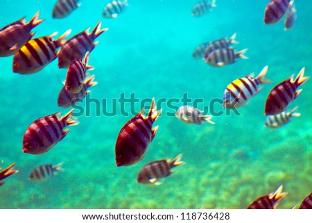Photo of tropical fishes at coral reef area