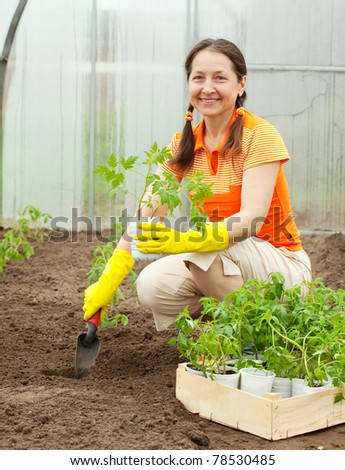 woman planting tomato seedling in hothouse
