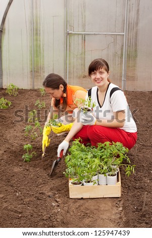 Two women planting tomato spouts in greenhouse