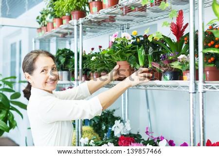 mature woman chooses  Primula or  hyacinth at flower store