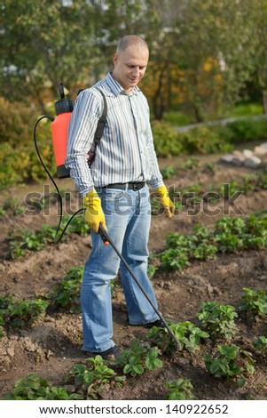 Man spraying strawberry plant in garden