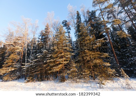 wintry landscape with pines in sunny  frozen day