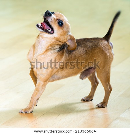 Moscow Toy Terrier barking on  parquet floor at home