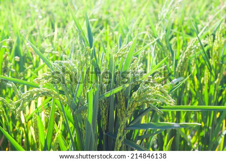 Closeup shot of green ears of rice at field in sunny day