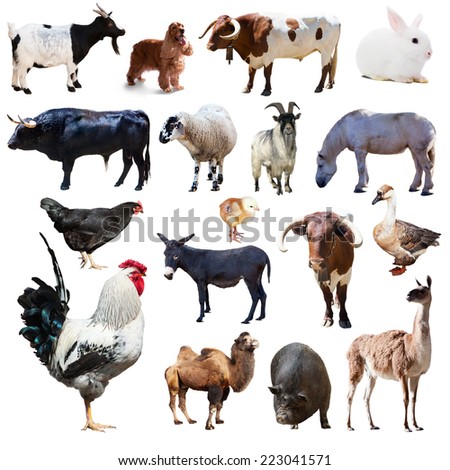 Set of rooster and other farm animals. Isolated over white background