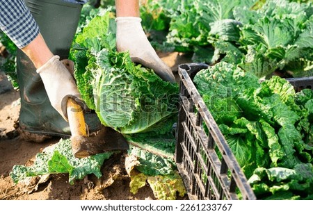 Similar – Image, Stock Photo Hands picking cabbage plant in vegetable garden. Top view. Copy space.